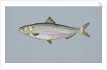 Blueback herring by Anonymous
