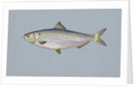 Blueback herring by Anonymous