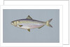 Blueback herring by Anonymous