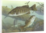 Smallmouth bass by Anonymous