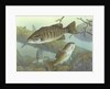 Smallmouth bass by Anonymous