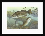 Smallmouth bass by Anonymous