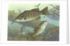 Smallmouth bass by Anonymous