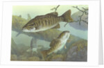 Smallmouth bass by Anonymous