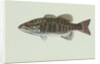 Smallmouth bass by Anonymous