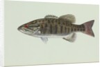 Smallmouth bass by Anonymous