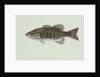 Smallmouth bass by Anonymous