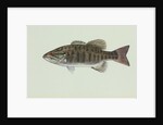 Smallmouth bass by Anonymous