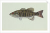 Smallmouth bass by Anonymous