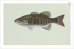 Smallmouth bass by Anonymous