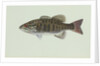 Smallmouth bass by Anonymous