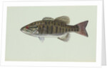 Smallmouth bass by Anonymous