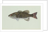 Smallmouth bass by Anonymous