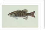 Smallmouth bass by Anonymous