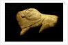 Neolithic ivory bison by Anonymous