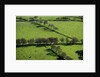 Rich green pastureland in countryside of Northern Ireland by Corbis