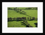 Rich green pastureland in countryside of Northern Ireland by Anonymous
