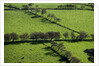 Rich green pastureland in countryside of Northern Ireland by Corbis