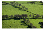 Rich green pastureland in countryside of Northern Ireland by Corbis