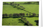 Rich green pastureland in countryside of Northern Ireland by Corbis