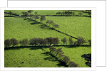 Rich green pastureland in countryside of Northern Ireland by Corbis