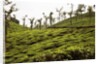Trees in a tea garden, Mysore by Anonymous