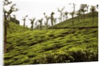 Trees in a tea garden, Mysore by Anonymous
