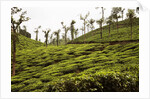 Trees in a tea garden, Mysore by Anonymous