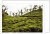 Trees in a tea garden, Mysore by Anonymous