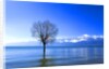 Tree in Erhai Lake, Yunnan, China by Anonymous