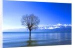 Tree in Erhai Lake, Yunnan, China by Anonymous