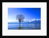 Tree in Erhai Lake, Yunnan, China by Anonymous