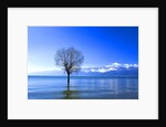 Tree in Erhai Lake, Yunnan, China by Anonymous