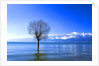 Tree in Erhai Lake, Yunnan, China by Anonymous