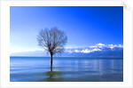 Tree in Erhai Lake, Yunnan, China by Anonymous