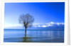 Tree in Erhai Lake, Yunnan, China by Anonymous