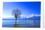 Tree in Erhai Lake, Yunnan, China by Anonymous