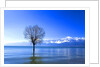 Tree in Erhai Lake, Yunnan, China by Anonymous