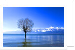 Tree in Erhai Lake, Yunnan, China by Anonymous