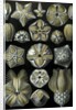 Illustration of Blastoidea by Ernst Haeckel