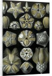 Illustration of Blastoidea by Ernst Haeckel