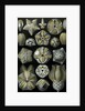 Illustration of Blastoidea by Ernst Haeckel