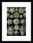 Illustration of Blastoidea by Ernst Haeckel