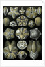 Illustration of Blastoidea by Ernst Haeckel