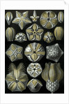 Illustration of Blastoidea by Ernst Haeckel