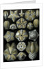 Illustration of Blastoidea by Ernst Haeckel
