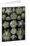 Illustration of Blastoidea by Ernst Haeckel