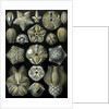 Illustration of Blastoidea by Ernst Haeckel