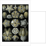 Illustration of Blastoidea by Ernst Haeckel