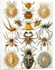 Illustration of Arachnida by Ernst Haeckel